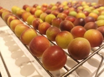 step4: 梅要風乾才可以釀酒。