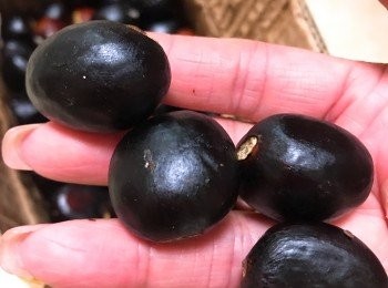 step1: 用水煮熟後的苹婆種仁，剝去黑色外種皮，再剝去淡褐色半透明中皮及薄衣。