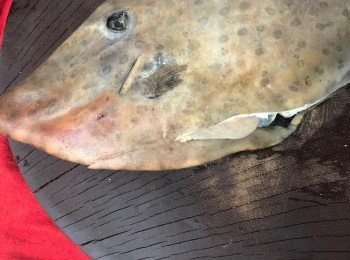 step1: 剝皮魚去皮