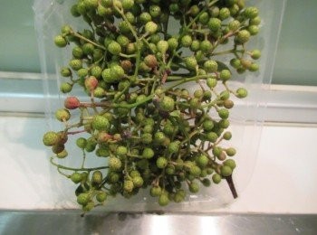 step1: 紫高麗菜切絲灑鹽抓勻備用.