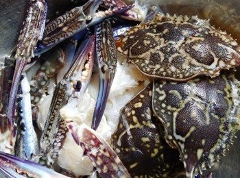 step3: 蟹劏好去除腮部胃部，洗淨後斬件，瀝乾水備用。