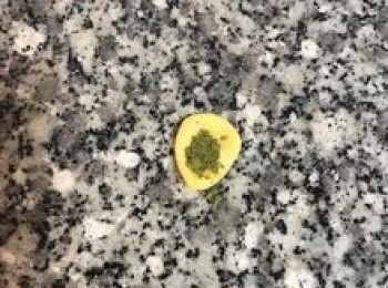 step11: 小麵糰加少許抹茶粉或可可粉揉成深色麵糰；