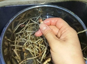 step1: 先把魚腥草洗淨，再將其頭尾或枝節間有枯萎之處除去。