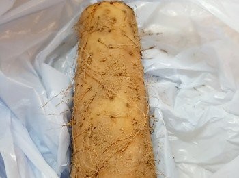 step2: 處理鮮山藥，記緊要戴上手套處理。否則刨皮時會令雙手發癢。