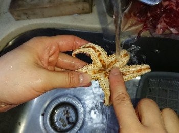 step1: 先去除海星的內臟，然後洗淨。