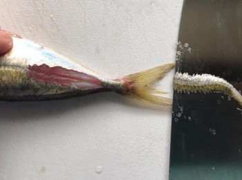 step3: 用刀從魚的尾部打斜下刀切，把魚的「主骨」取出