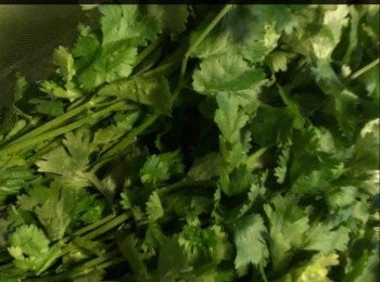 step1: 芫茜 2-3束，洗淨後切去根部備用。