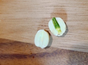 step2: 新鮮蓮子清洗後，用牙籤去芯。 新鮮蓮子只需要稍微沖洗，不需要用熱水浸泡、沖洗。