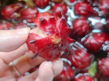 step2: 花萼底端𠝹開一刀。