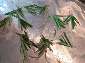 step2: 先預熱焗爐，其中一支rosemary 撕下葉子，放上已鋪上焗爐紙的焗盤上，再放上已醃的春雞，再放上另一支rosemary，放入焗爐150度全程焗約30-45分鐘至熟，（烤焗過程中塗上ABC甜醬油1-2次）。