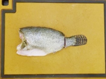step2: 除魚尾鰭保留，所有魚鰭用鉸剪剪去，桂花魚先斬斷頭尾