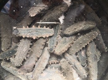 step1: 將乾海參用乾淨的容器注入清水浸發，第一朝早上煲滾後熄火焗水蓋上至冷却，第二朝換水重覆做相同的步驟（發冇灰的手指般長的小海參大約是用3-4天左右）