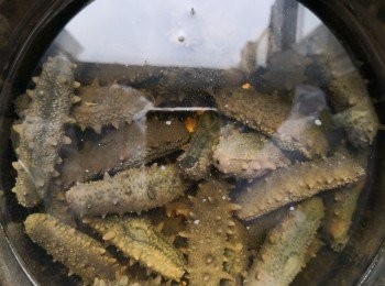 step2: 第三天用薑葱水煲滾後焗水至冷却，第朝剪頭及尾部劏開取水內壁及腸臟（腸分別清洗泥沙留用做其他菜式） ，發好的海參可以密實袋分成一包包佇存要煮便拿出來解凍便可以立即用