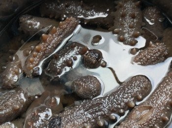 step3: 將海參解好凍後，下油入鍋先爆香蔥白，薑片再落海參攢酒爆炒