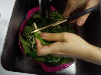 step3: 菠菜苗剪走根部，洗淨備用