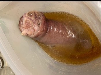 step3: 煮好豬手取出洗淨，用叉在豬手皮上剌孔
抹走皮上水份，風乾30分鐘

再放人密實袋後
加入啤酒，放入雪櫃3-4小時
