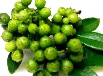 step2: 鮮採自我的香草園的青花椒