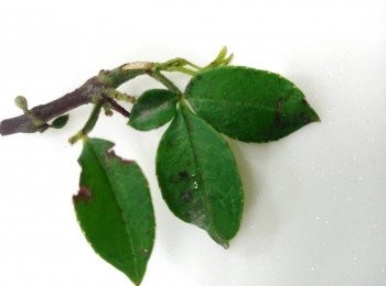 step8: 青花椒的葉子可增色也可增香