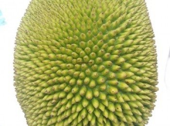 step1: 選用未熟果