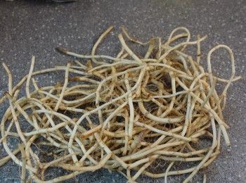 step1: 魚腥草一斤先洗淨 附於上面的根部要除去