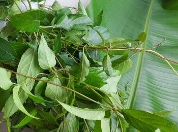 step1: 摘雞屎藤葉要淨葉冇枝柄