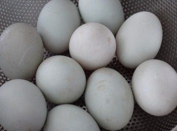 step3: 洗淨後徹底涼乾