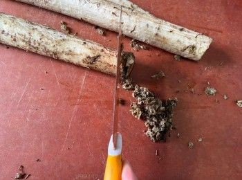 step2: 先用刀背刮去牛蒡部份表皮。