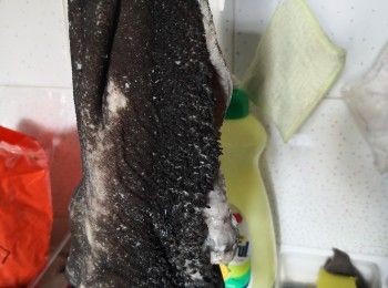 step1: 先將黑毛肚用少許塩加入水浸泡搓洗其間不斷換水去除牛多餘油膏切走吊起澀乾水份備用