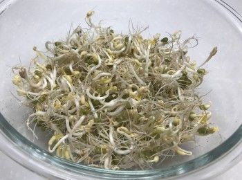 step5: 4天後，剪開紙盒，拿出綠豆