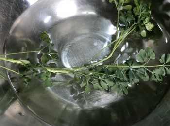 step1: 用水洗淨臭草備用