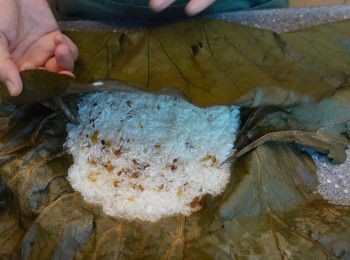 step5: 把荷葉包好 隔水蒸30分鐘