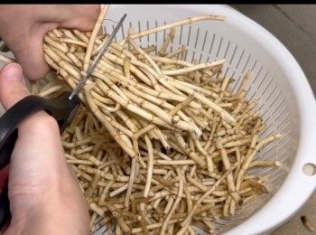 step2: 將魚腥草剪成一段段，清洗乾淨，備用。