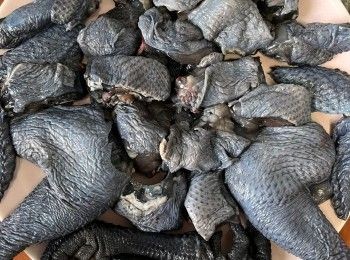 step3: 將烏雞切件，抹乾。將調味料均勻倒在烏雞上，醃20分鐘，醃好後排好烏雞件。