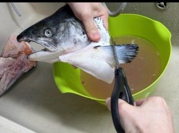 step2: 將魚鰭剪短。