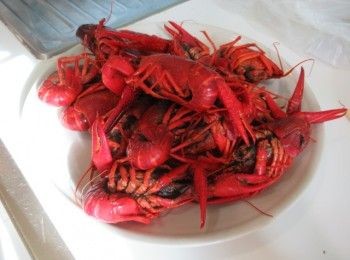 step1: 小龍蝦放入有深度大鍋子,加蒜頭2顆,1小匙及與水蓋過<span class="group_1">食材</span>(都份量外),加蓋開小火煮至完全熟,撈起放涼剝殼,將龍蝦肉放盤.