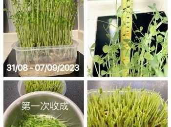 step1: 翻種豆苗，豆苗留一吋位收割。
