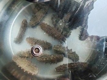 step1: 發海參的方法（記緊全程不能沾到油）
-第一天凍水浸過夜
-第二天換水煲5-15分鐘滾起后熄火
每天＃重覆以上的動作發到海參合適的大小軟的度便可剪開肚拿起海參腸用密實袋包上冰櫃佇存