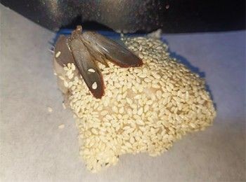 step13: 芝麻貼實在蝦膠面