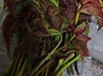 step1: 先將香椿的嫩芽苗用手擇下來，老了根莖不要，芽苗如果不是紅色也不要，浸泡塩水后再用大滾水汆水变翠綠色后描起立刻泡冰水隔盛起乾水份備用