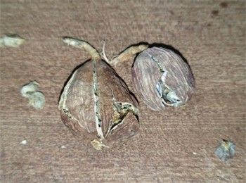 step7: 草果略拍碎