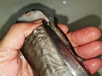 step14: 剪走魚鰭