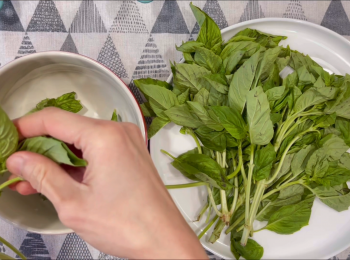 step1: 先摘下羅勒葉，並用熟水洗淨。