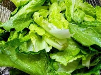 step4: 生菜苗