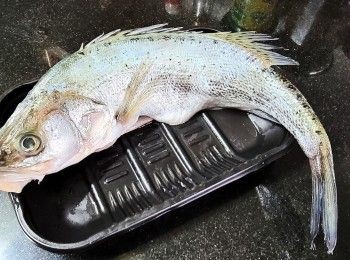 step5: 百花鱸魚
