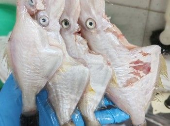 step2: 在魚肚內揸胡椒粉及塩略醃