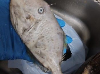 step1: 鱼買回來剪去頭頂利刺，從下巴剪開剝走魚的表皮拉走魚鰓及內臟清理乾淨沖走魚血吊乾水備用