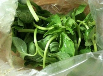 step2: 將九層塔放入塑膠袋裡，倒入苦茶油（大約二、三滴就夠了）。