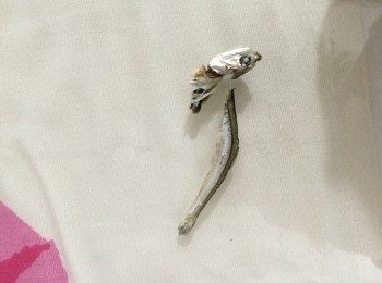 step1: 先把鯷魚的頭及腸除去