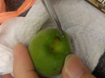 step4: 梅蒂用牙籤或較尖工具挑走。