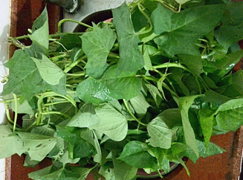 step1: 番薯葉去絲，摘成兩半葉貴葉，梗歸梗，如果梗太老的，就不要
摘完洗淨備用